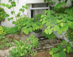 Knotweed growth in paved area